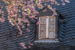 Slate roofing tiles installed around a dormer with beautiful flowering tree in front of it