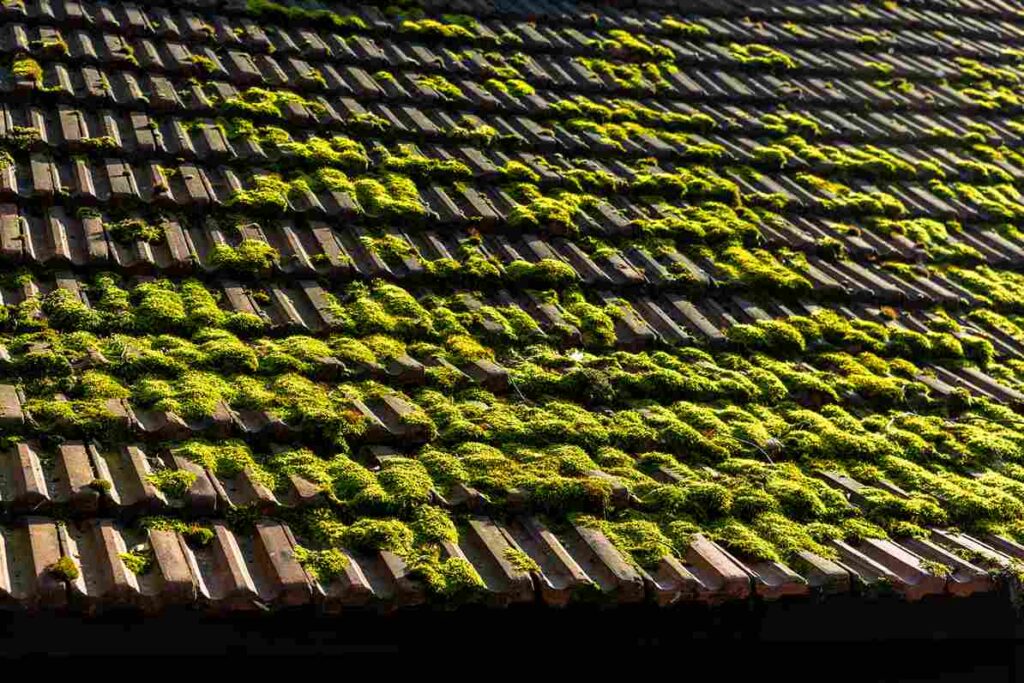 roof moss removal services